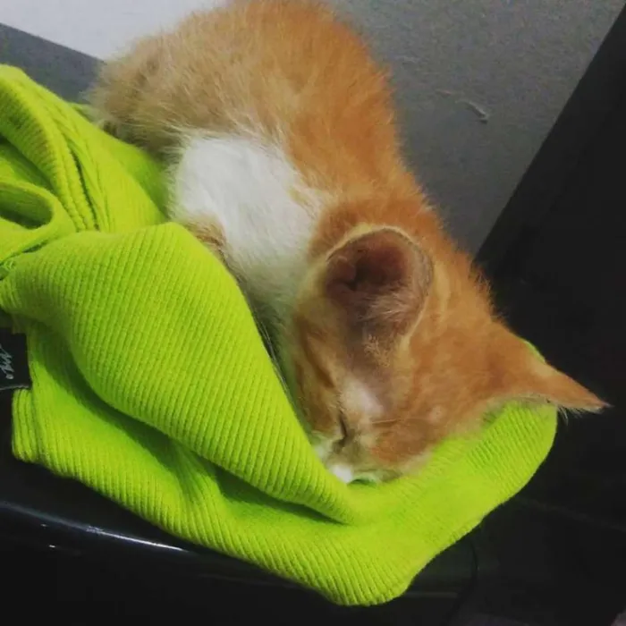 Gato ra a Vira-lata idade Abaixo de 2 meses nome Leona