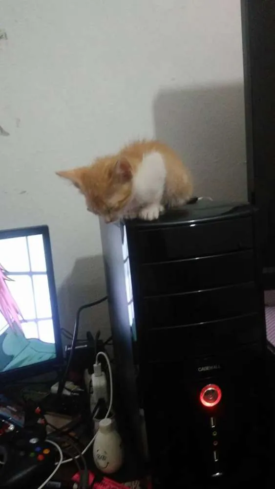 Gato ra a Vira-lata idade Abaixo de 2 meses nome Leona