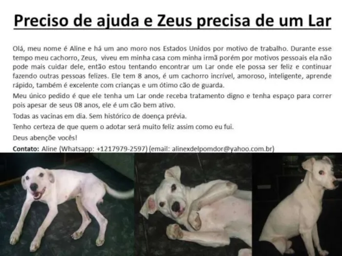Cachorro raça SRD idade 6 ou mais anos nome Zeus