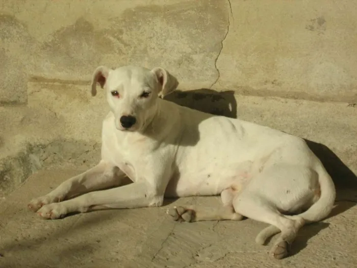 Cachorro raça SRD idade 6 ou mais anos nome Zeus