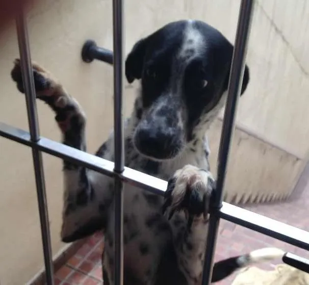 Cachorro ra a vira-lata mestiço Dálmata idade 3 anos nome Nick