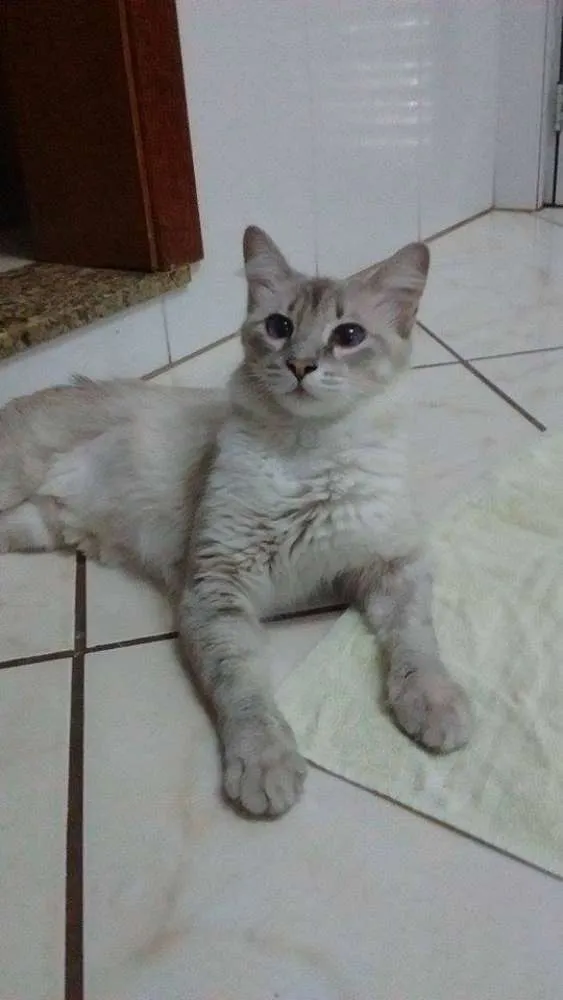 Gato ra a SRD idade 7 a 11 meses nome Afrodite