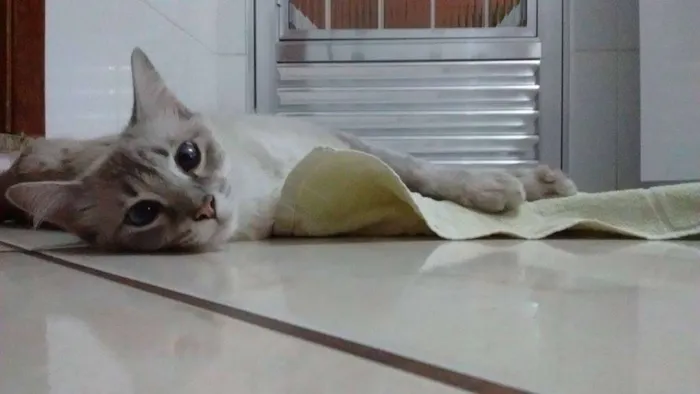 Gato ra a SRD idade 7 a 11 meses nome Afrodite