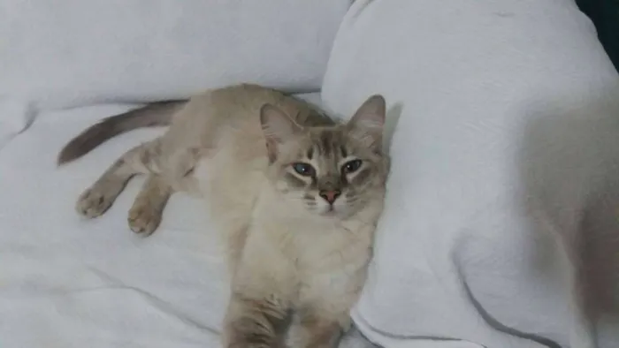 Gato ra a SRD idade 7 a 11 meses nome Afrodite