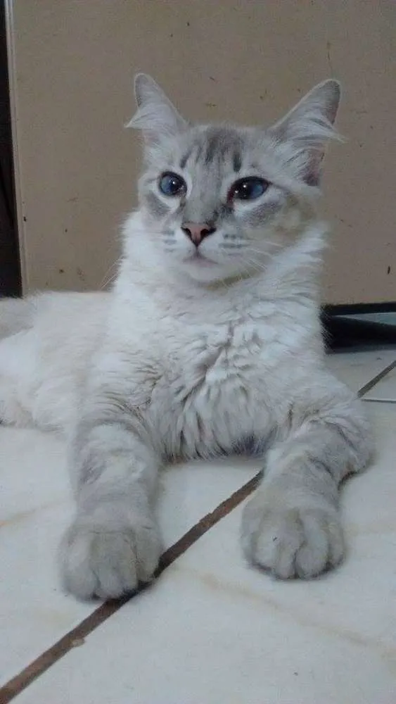 Gato ra a SRD idade 7 a 11 meses nome Afrodite