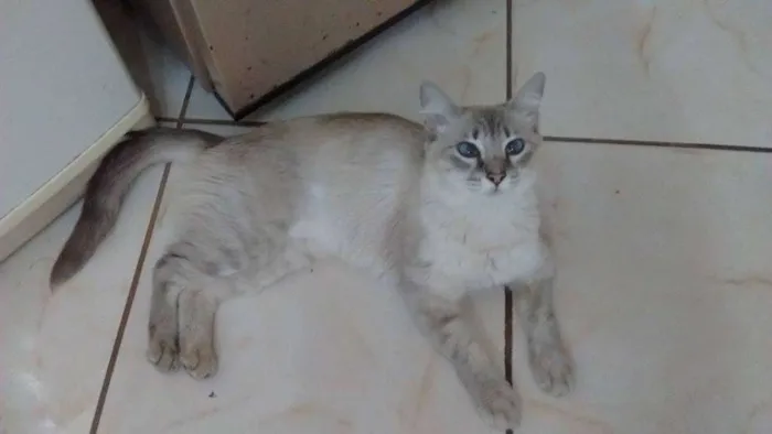 Gato ra a SRD idade 7 a 11 meses nome Afrodite