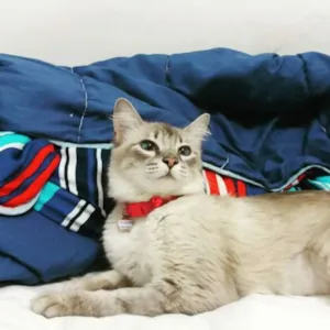 Gato raça SRD idade 7 a 11 meses nome Afrodite