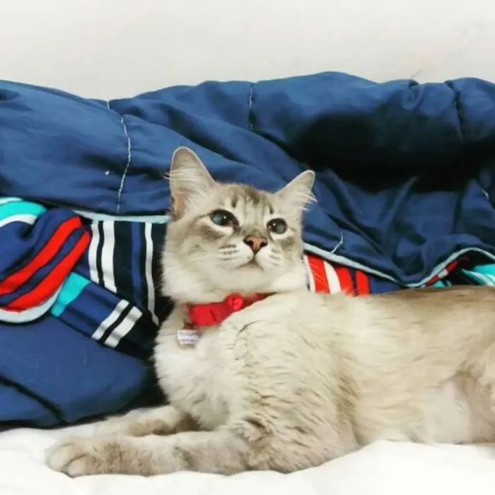 Gato ra a SRD idade 7 a 11 meses nome Afrodite