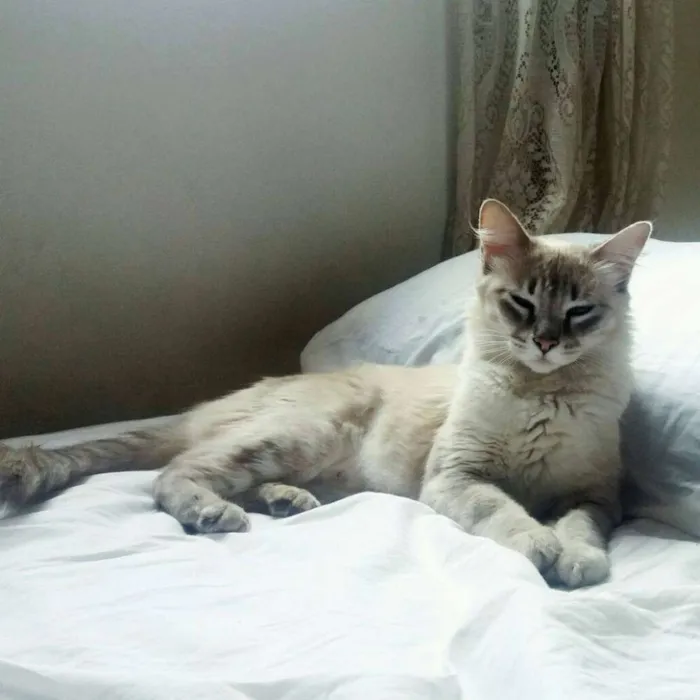 Gato ra a SRD idade 7 a 11 meses nome Afrodite