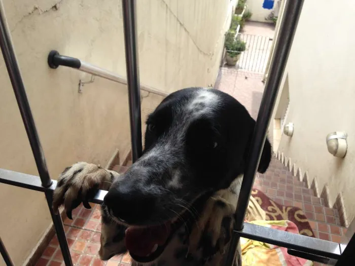 Cachorro ra a vira-lata mestiço Dálmata idade 3 anos nome Nick