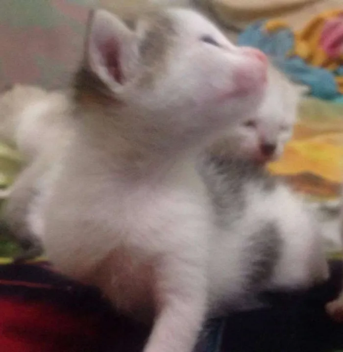 Gato ra a SRD idade Abaixo de 2 meses nome sem nome