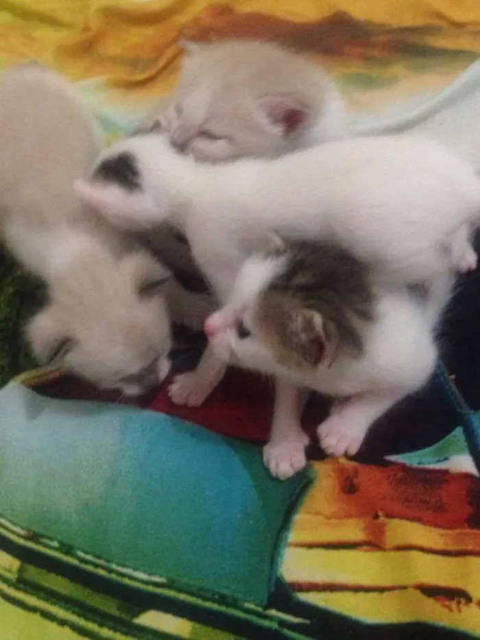 Gato ra a SRD idade Abaixo de 2 meses nome sem nome