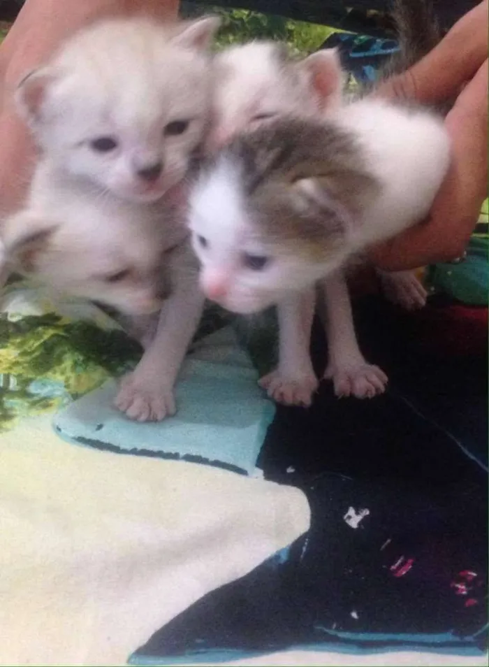 Gato ra a SRD idade Abaixo de 2 meses nome sem nome