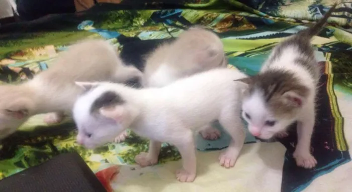 Gato ra a SRD idade Abaixo de 2 meses nome sem nome