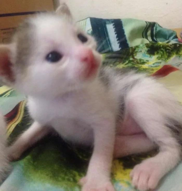 Gato ra a SRD idade Abaixo de 2 meses nome sem nome