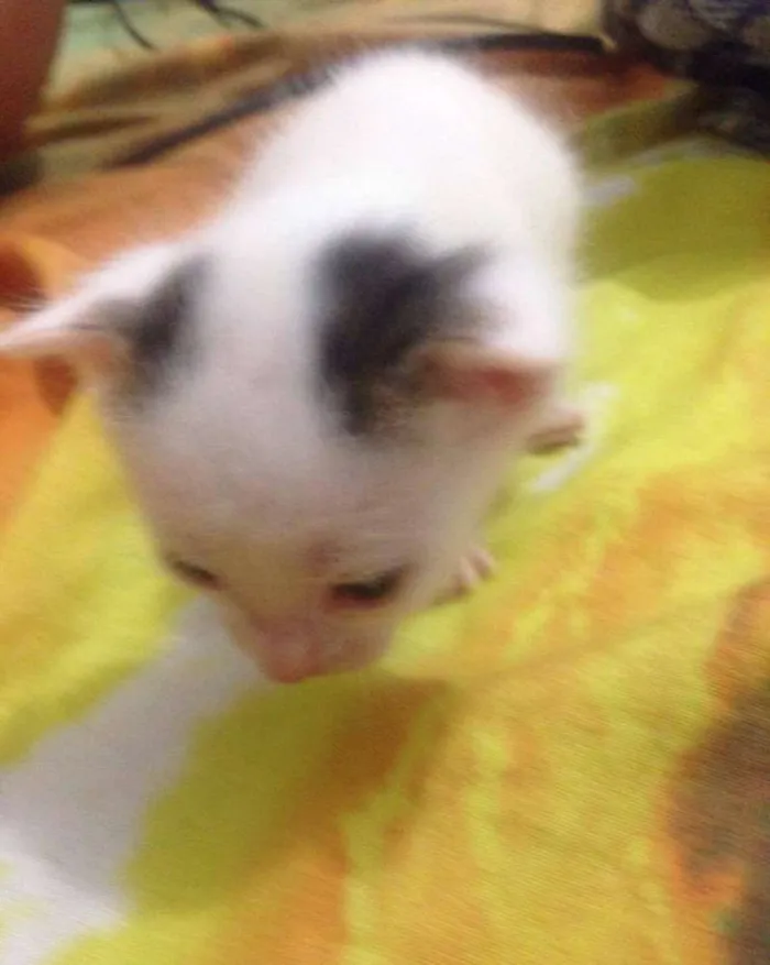 Gato ra a SRD idade Abaixo de 2 meses nome sem nome