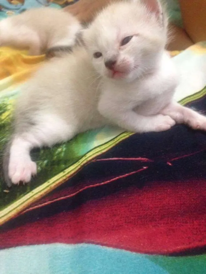 Gato ra a SRD idade Abaixo de 2 meses nome sem nome