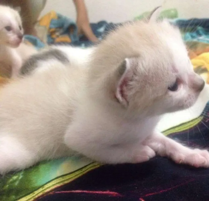 Gato ra a SRD idade Abaixo de 2 meses nome sem nome