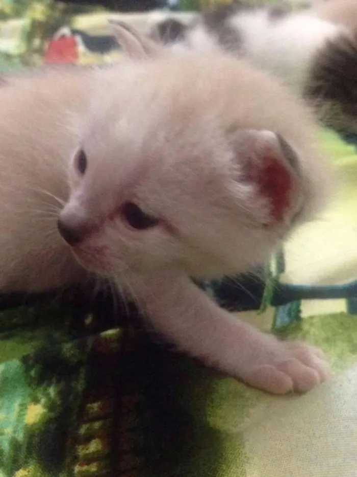 Gato ra a SRD idade Abaixo de 2 meses nome sem nome