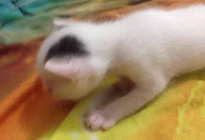 Gato ra a SRD idade Abaixo de 2 meses nome sem nome