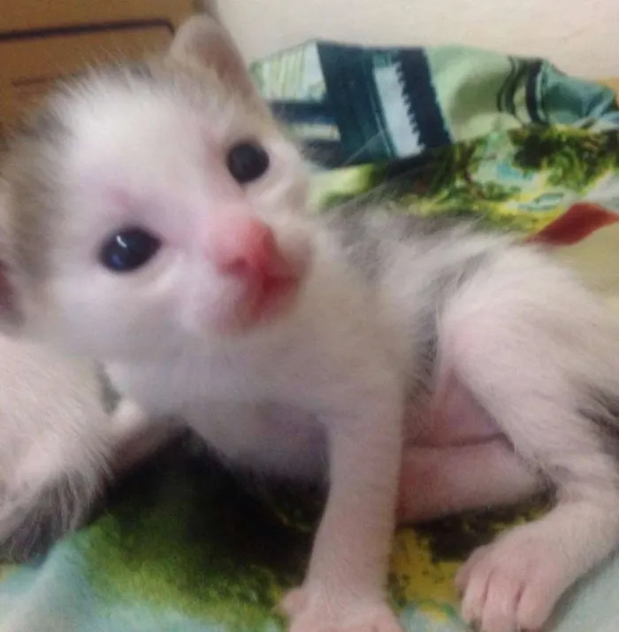 Gato ra a SRD idade Abaixo de 2 meses nome sem nome