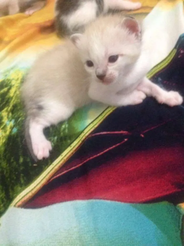 Gato ra a SRD idade Abaixo de 2 meses nome sem nome