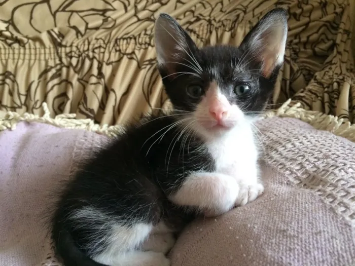 Gato ra a  idade 2 a 6 meses nome Sem nome 