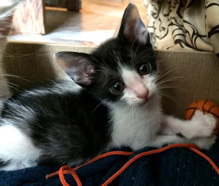 Gato ra a  idade 2 a 6 meses nome Sem nome 
