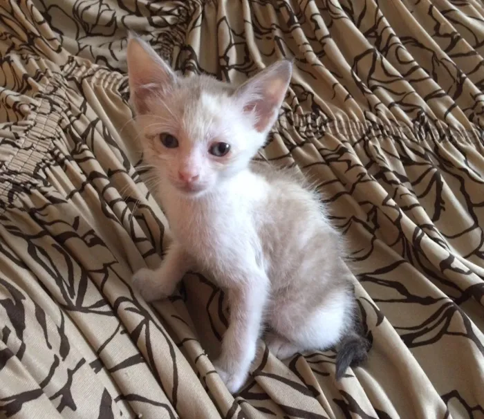 Gato ra a  idade 2 a 6 meses nome Sem nome 