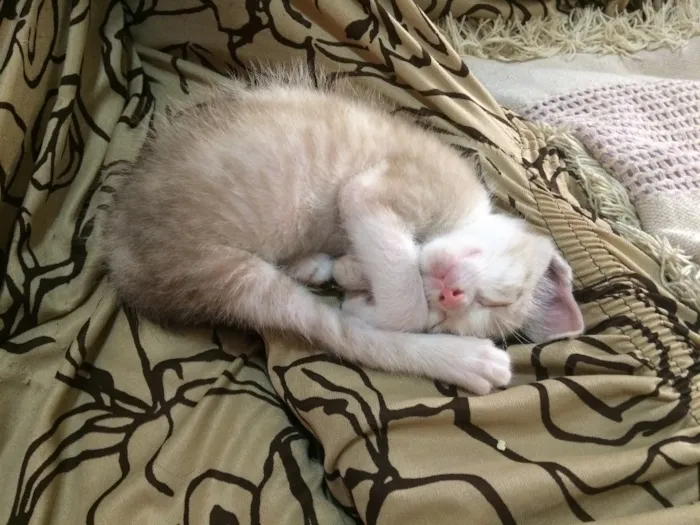 Gato ra a  idade 2 a 6 meses nome Sem nome 