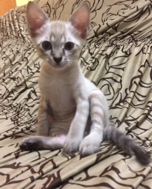 Gato raça  idade 2 a 6 meses nome Sem nome 