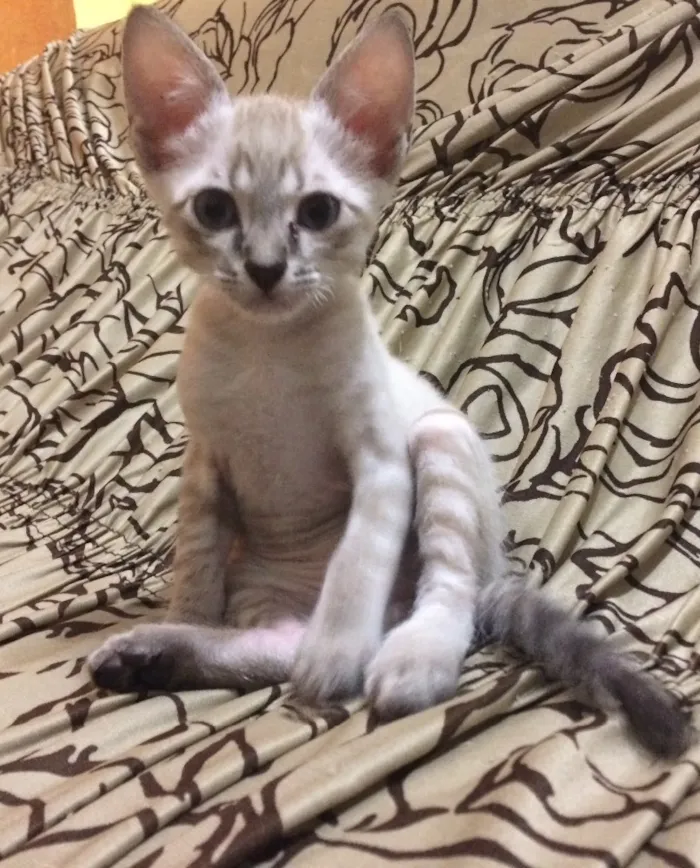 Gato ra a  idade 2 a 6 meses nome Sem nome 