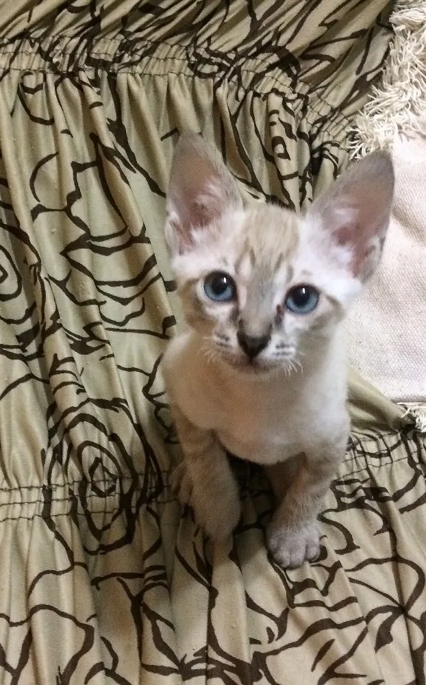 Gato ra a  idade 2 a 6 meses nome Sem nome 