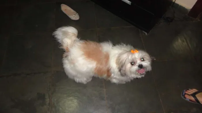 Cachorro ra a SHIH-TZU idade 6 ou mais anos nome FLOR GRATIFICA