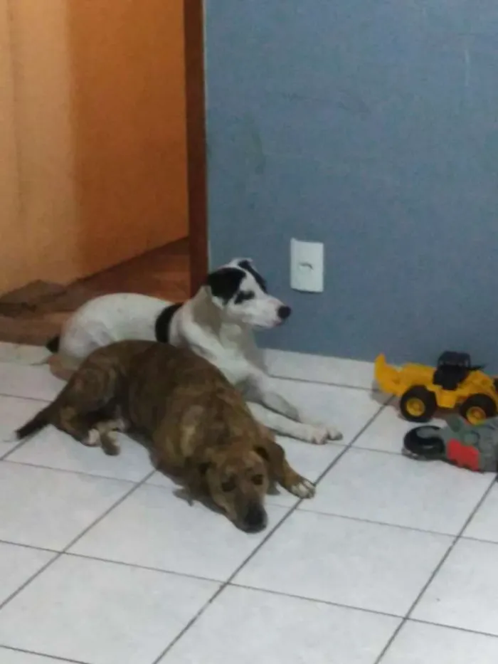 Cachorro ra a Vira lata  idade 3 anos nome Tico e Teco