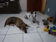Tico e Teco