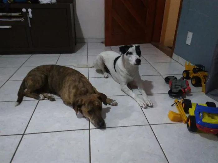 Cachorro ra a Vira lata  idade 3 anos nome Tico e Teco