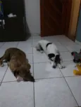 Tico e Teco