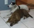 Tico e Teco