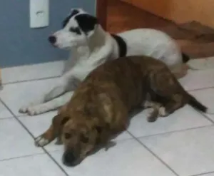 Cachorro raça Vira lata  idade 3 anos nome Tico e Teco