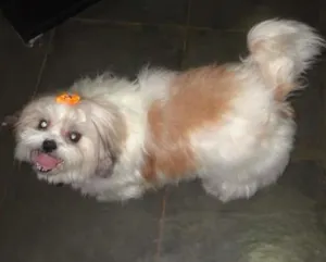 Cachorro raça SHIH-TZU idade 6 ou mais anos nome FLOR GRATIFICA