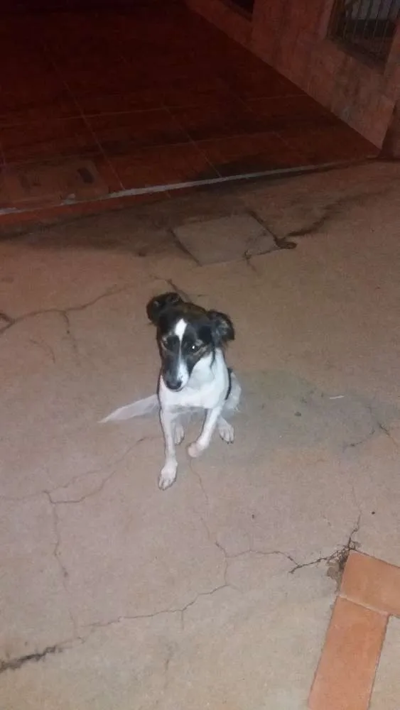 Cachorro ra a SRD idade 7 a 11 meses nome Não possui 