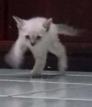 Gato raça Indefinida  idade 2 a 6 meses nome Mel