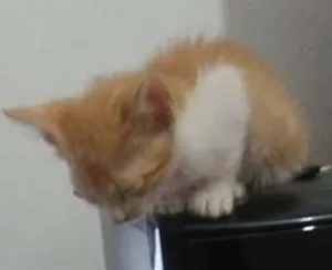 Gato raça Vira-lata idade Abaixo de 2 meses nome Leona