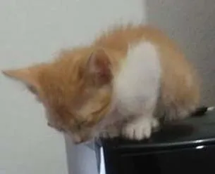 Gato ra a Vira-lata idade Abaixo de 2 meses nome Leona