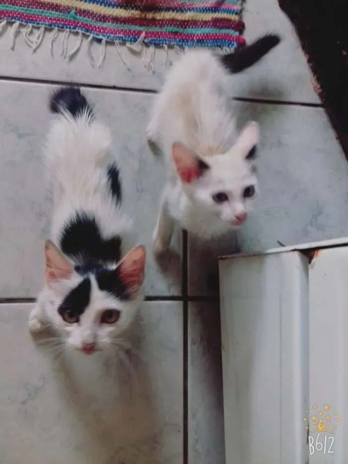 Gato ra a  idade 2 a 6 meses nome Branca e branquinha 