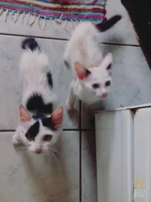 Gato raça  idade 2 a 6 meses nome Branca e branquinha 