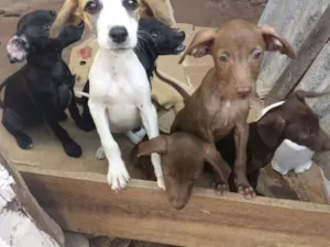 Cachorro raça Sem raça definida idade Abaixo de 2 meses nome Sem nome