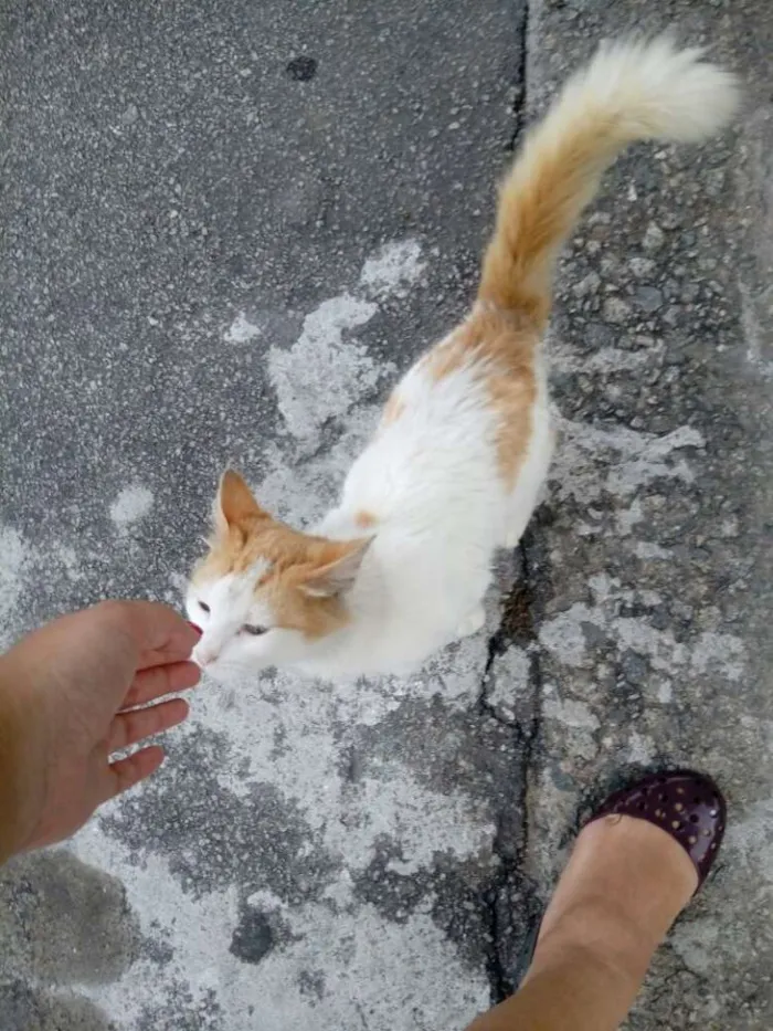 Gato ra a  idade 2 a 6 meses nome Mingau