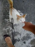 Mingau
